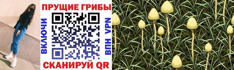 ссылка на мегу маркетплейс наркошоп Устюжна Галлюциногенные грибы GOLDEN TEACHER